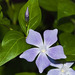 Intermediate Periwinkle - Photo (c) António Pena, some rights reserved (CC BY-NC-SA)