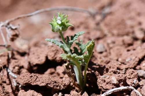 Salvia columbariae var. argillacea