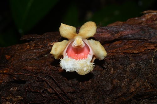 Lecythis pneumatophora S.A.Mori 3