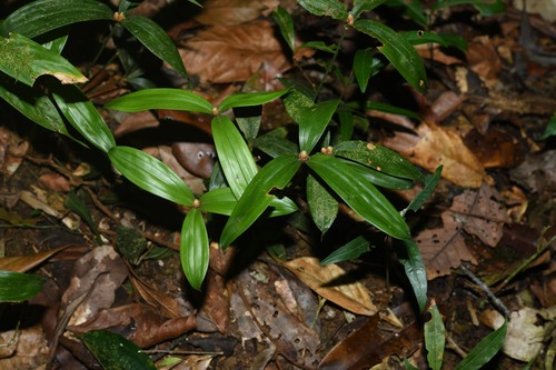 Mapania sylvatica