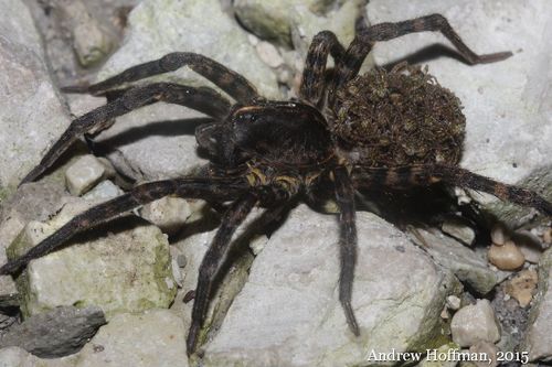 Woodland Giant Wolf Spider
