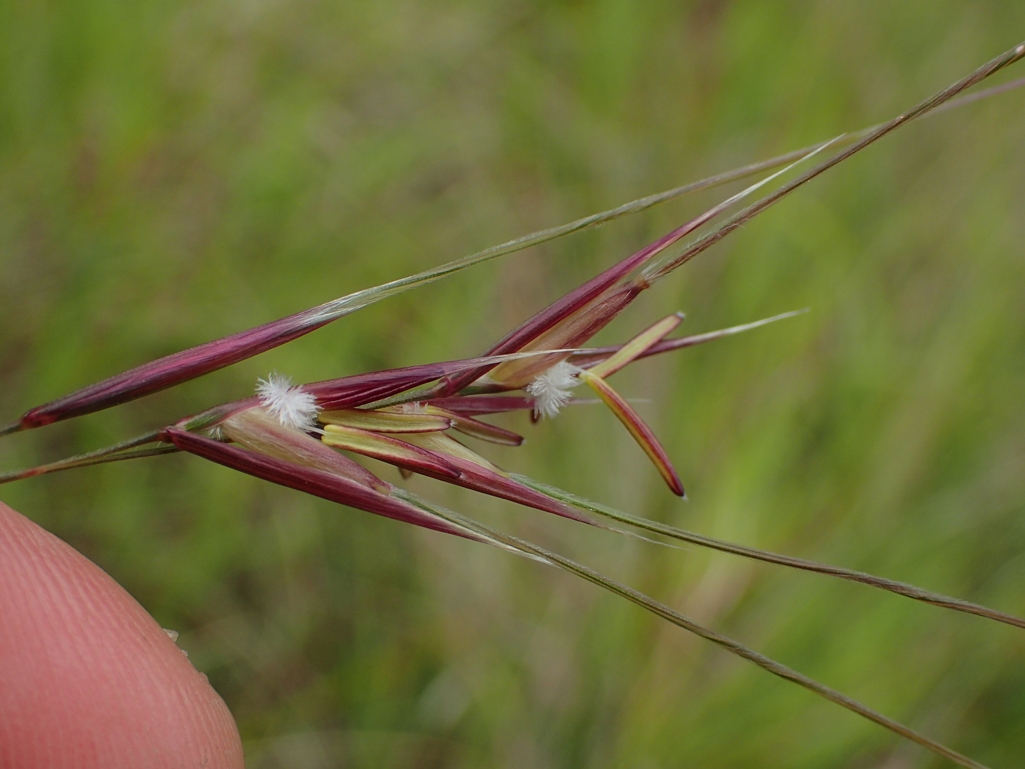 Nassella pulchra