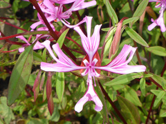 Clarkia concinna