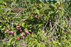 Weigela hortensis