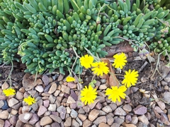 Crassothonna capensis