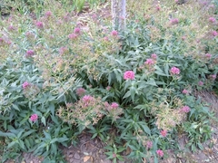 Centranthus ruber