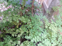 Davallia denticulata