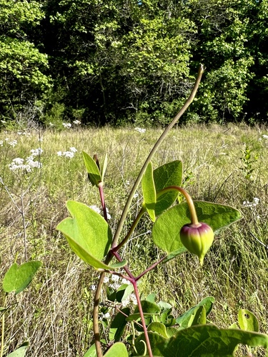 Carrizo Leatherflower (Clematis carrizoensis)