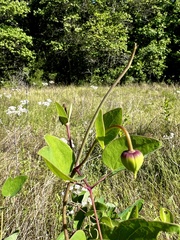Clematis carrizoensis, photograph (c) Laura Clark, some rights reserved (CC BY)