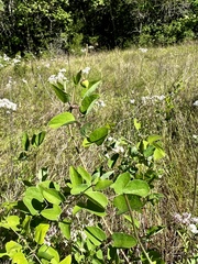 Clematis carrizoensis, photograph (c) Laura Clark, some rights reserved (CC BY)