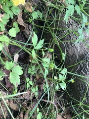 Ranunculus chinensis