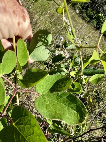 Clematis carrizoensis, photograph 3