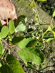 Clematis carrizoensis, photograph (c) Laura Clark, some rights reserved (CC BY)