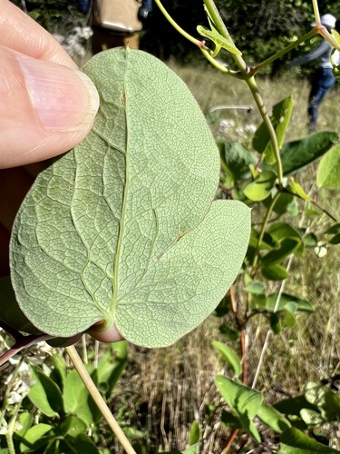 Clematis carrizoensis, photograph 4