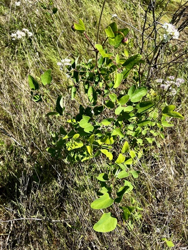 Clematis carrizoensis, photograph 5