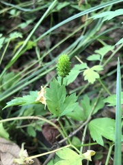 Ranunculus chinensis