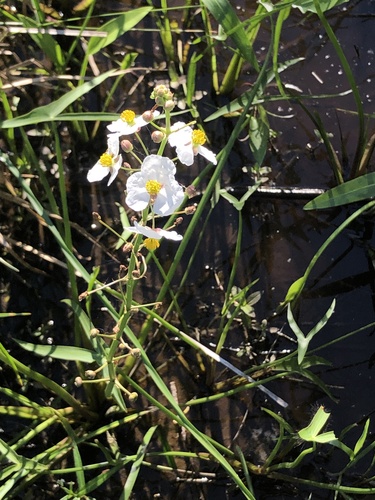 Longbarb arrowhead (Sagittaria longiloba)