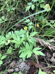 Ranunculus chinensis
