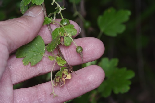 Image of Ribes curvatum by (c) Michelle W. （鍾偉瑋）, some rights reserved (CC BY)