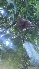 Gustavia macarenensis