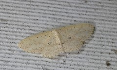 Cyclophora turneri