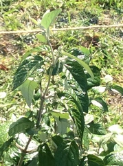 Buddleja auriculata