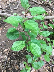 Viburnum plicatum