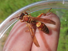 Polistes apachus texanus