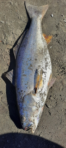 Corvina drum (Cilus gilberti) — Sciaenidae