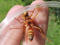 Polistes apachus texanus