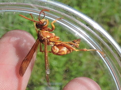 Polistes apachus texanus