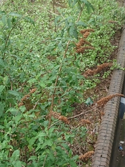 Buddleja davidii