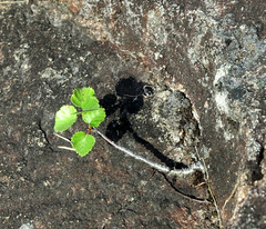 Betula pubescens pumila