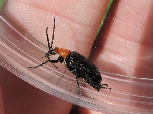 Beebalm Blister Beetle