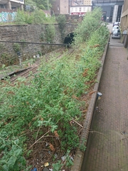 Buddleja davidii