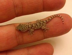 Tarentola mauritanica mauritanica