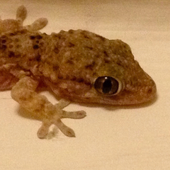 Tarentola mauritanica mauritanica