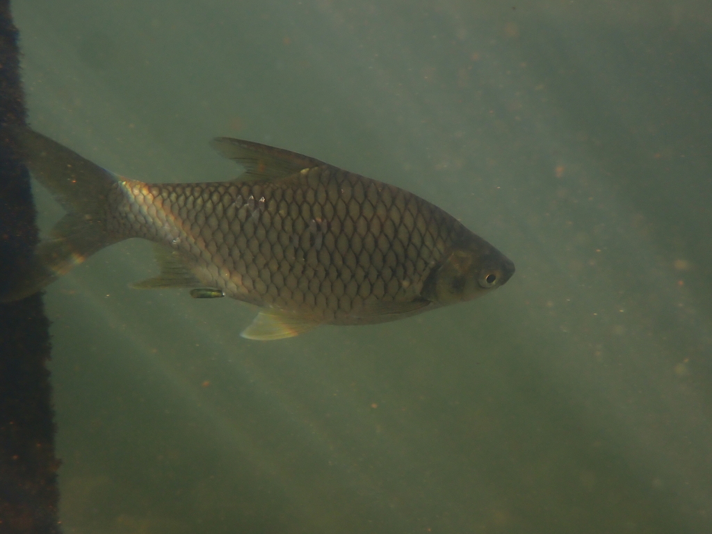 Java barb (Barbonymus gonionotus) — Cyprinidae