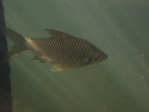Zilverbarbeel (Barbonymus gonionotus) — Cyprinidae