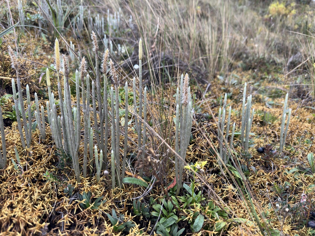 Lycopodium vestitum