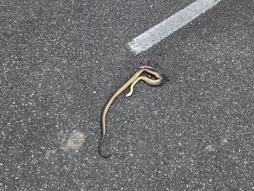 Water Python sighting