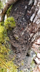 Protopannaria pezizoides