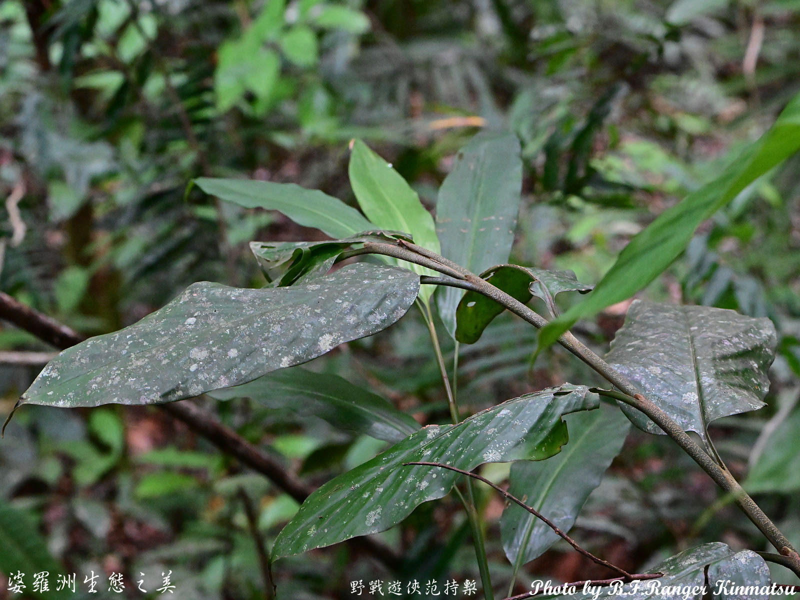 Alpinia argentea (B.L.Burtt & R.M.Sm.) R.M.Sm. 2