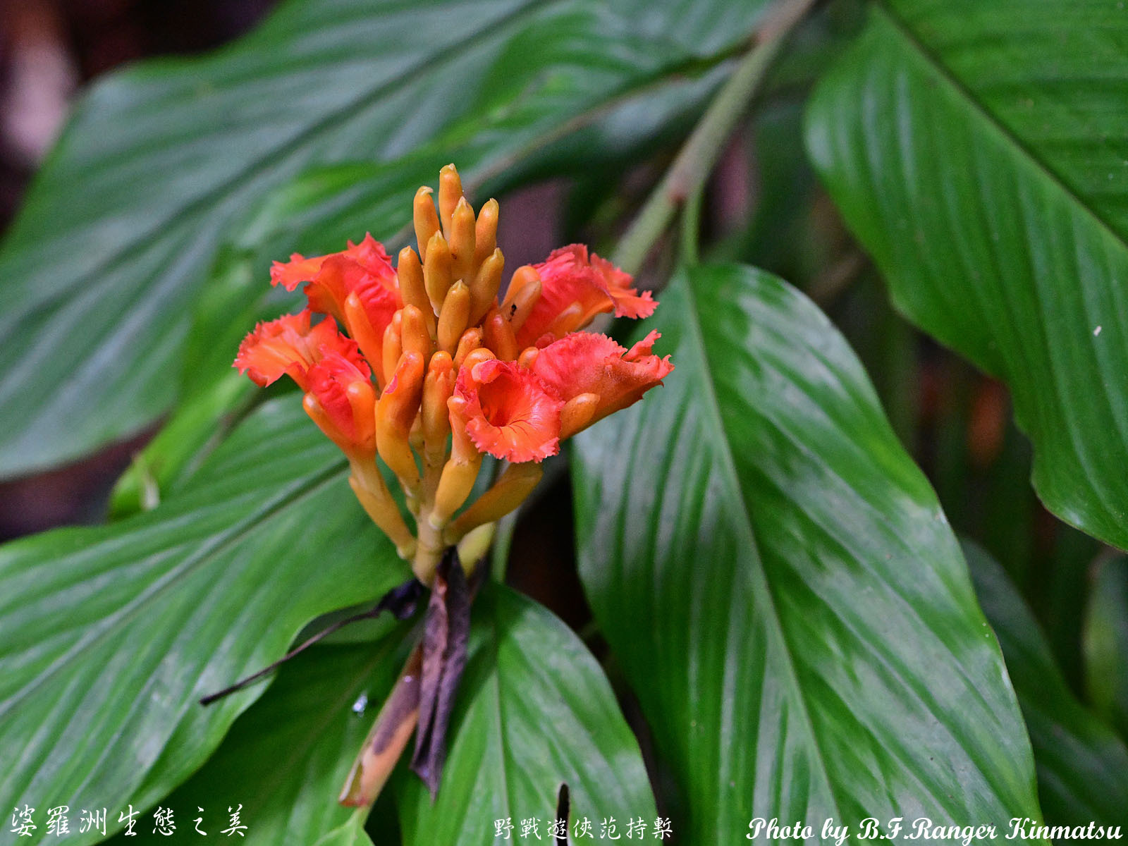 Alpinia argentea (B.L.Burtt & R.M.Sm.) R.M.Sm.