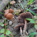 Psilocybe thaizapoteca - Photo (c) Jordan Jacobs, some rights reserved (CC BY-NC), uploaded by Jordan Jacobs