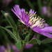 Iberian Knapweed - Photo (c) Salomé, some rights reserved (CC BY-NC-SA)