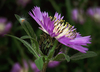 Iberian Knapweed - Photo (c) Salomé, some rights reserved (CC BY-NC-SA)