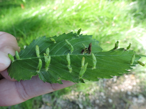 Elm Finger Gall Mite