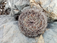 Mammillaria mystax