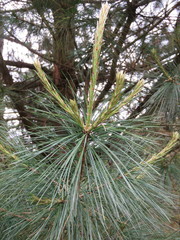 Pinus ayacahuite